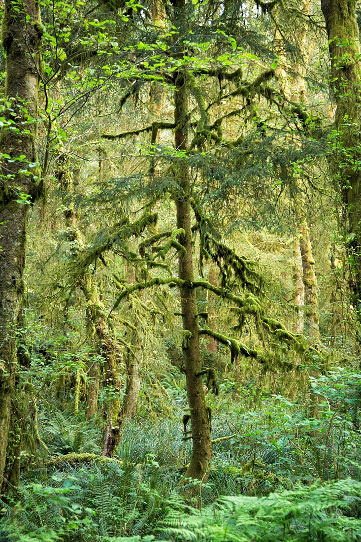 Fort Stevens State Park