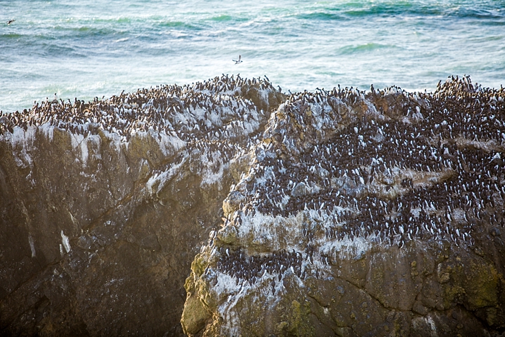 Common Murre Seabird Colonies