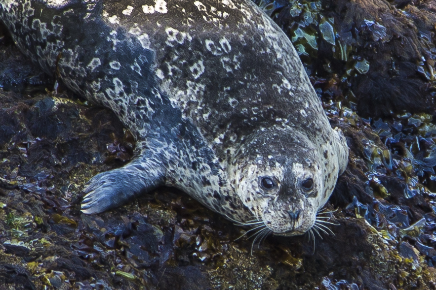 Harbor Seal