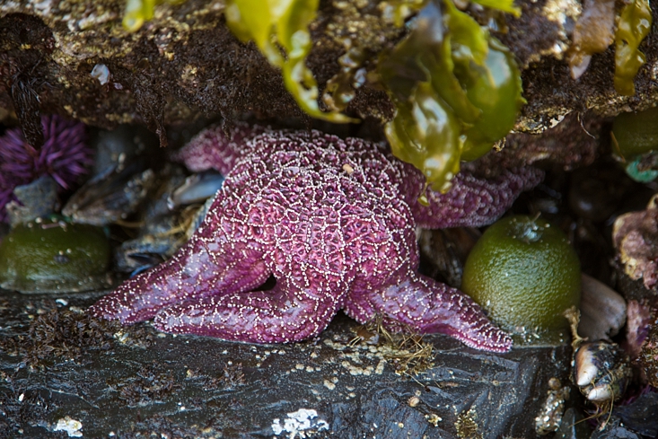 Purple Sea Star, Yaquina Head Tide Pools