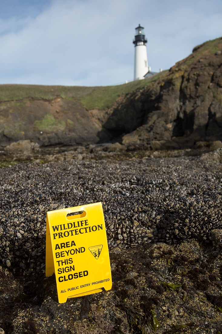 Protected Tide Pools, Yaquina Head