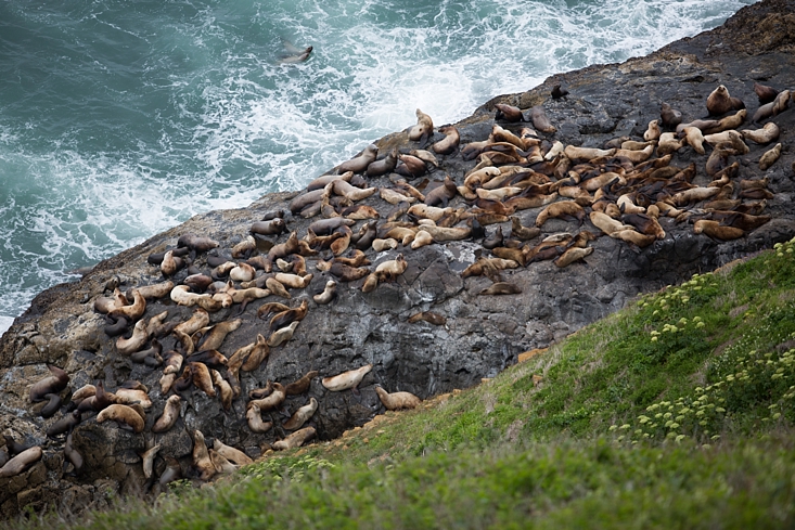 Stellar Sea Lions