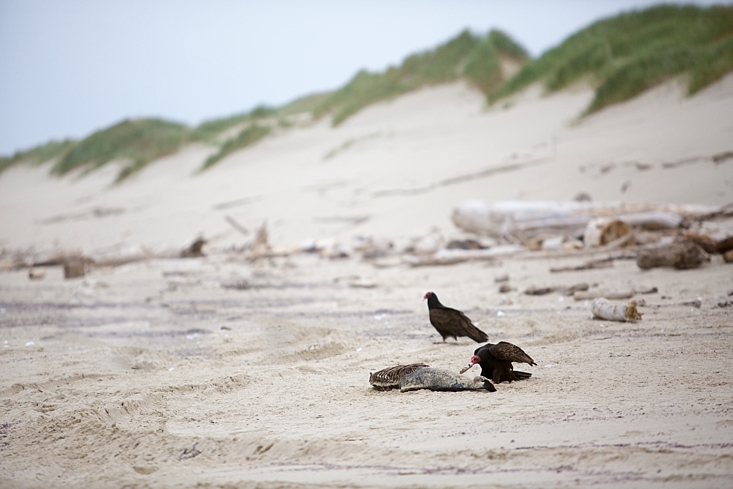 Vultures Feeding on Shark Carcass