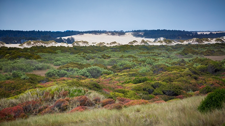 South Jetty Sand Dunes