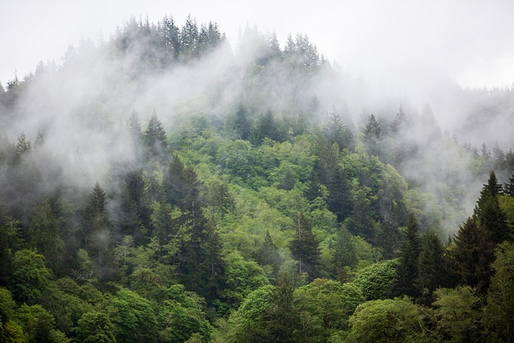 Dean Creek Elk Viewing Area